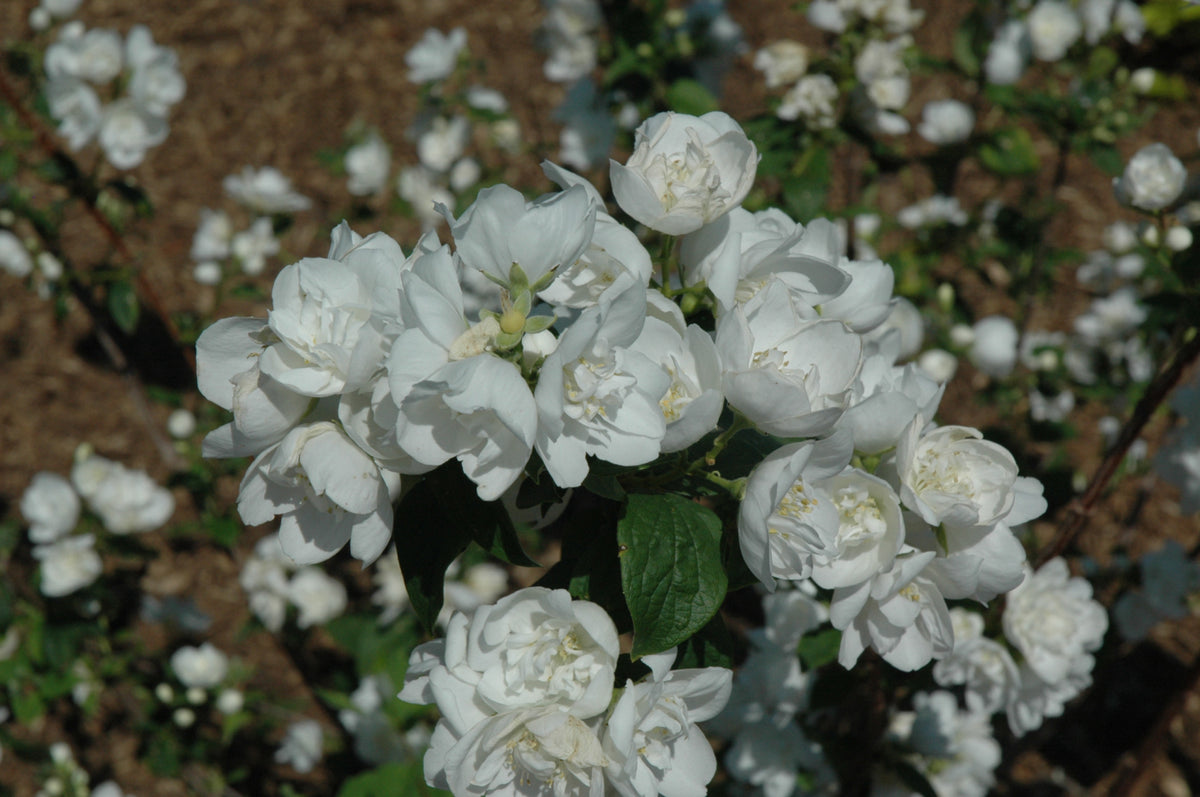 Snow White™ Mockorange (Philadelphus &