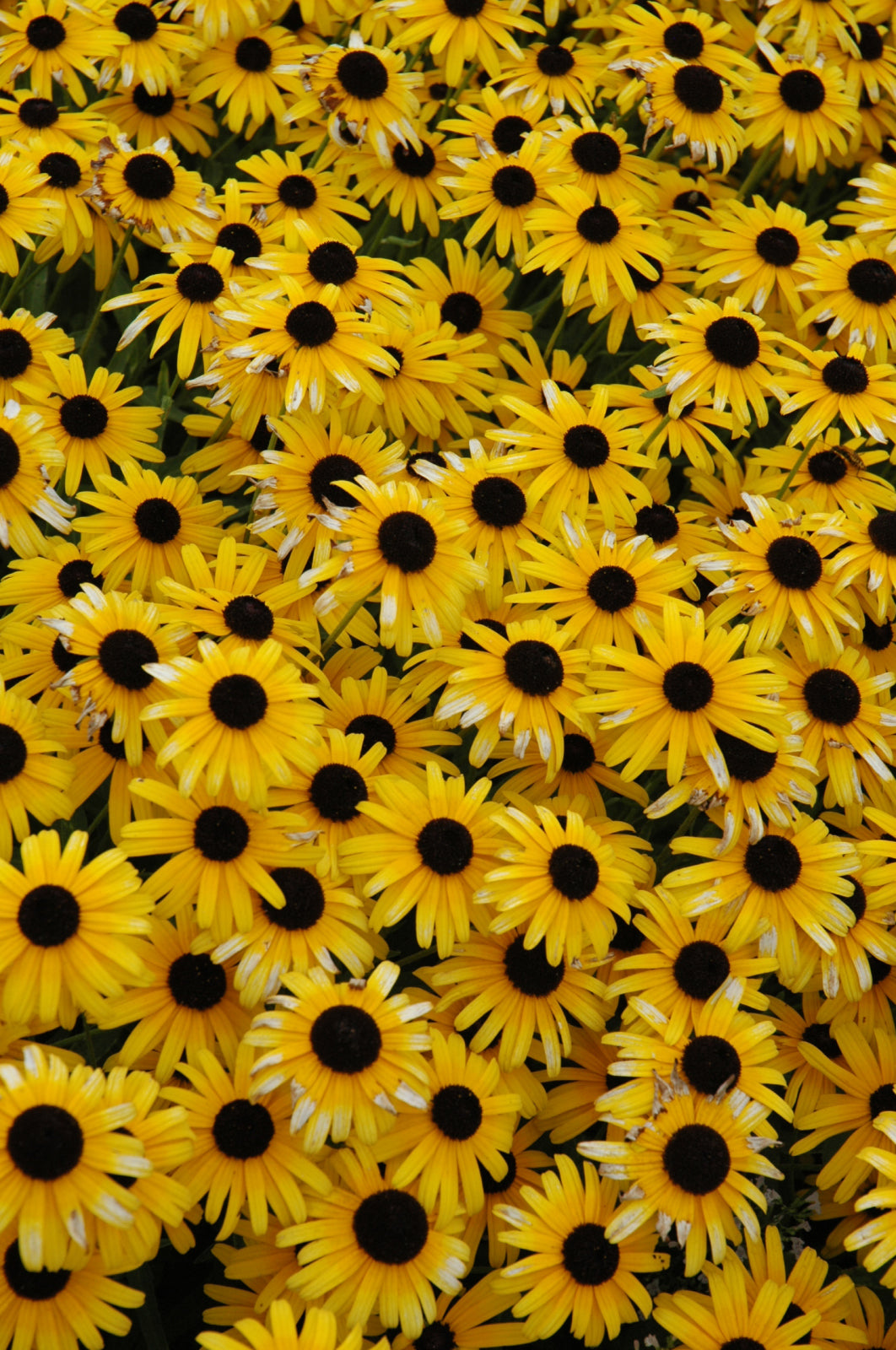 Little Suzy Black-Eyed Susan (Rudbeckia fulgida &
