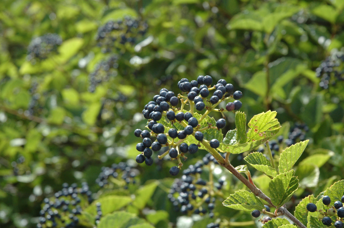 Chicago Lustre™ Viburnum (Viburnum dentatum &