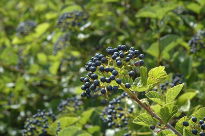 Chicago Lustre™ Viburnum (Viburnum dentatum &