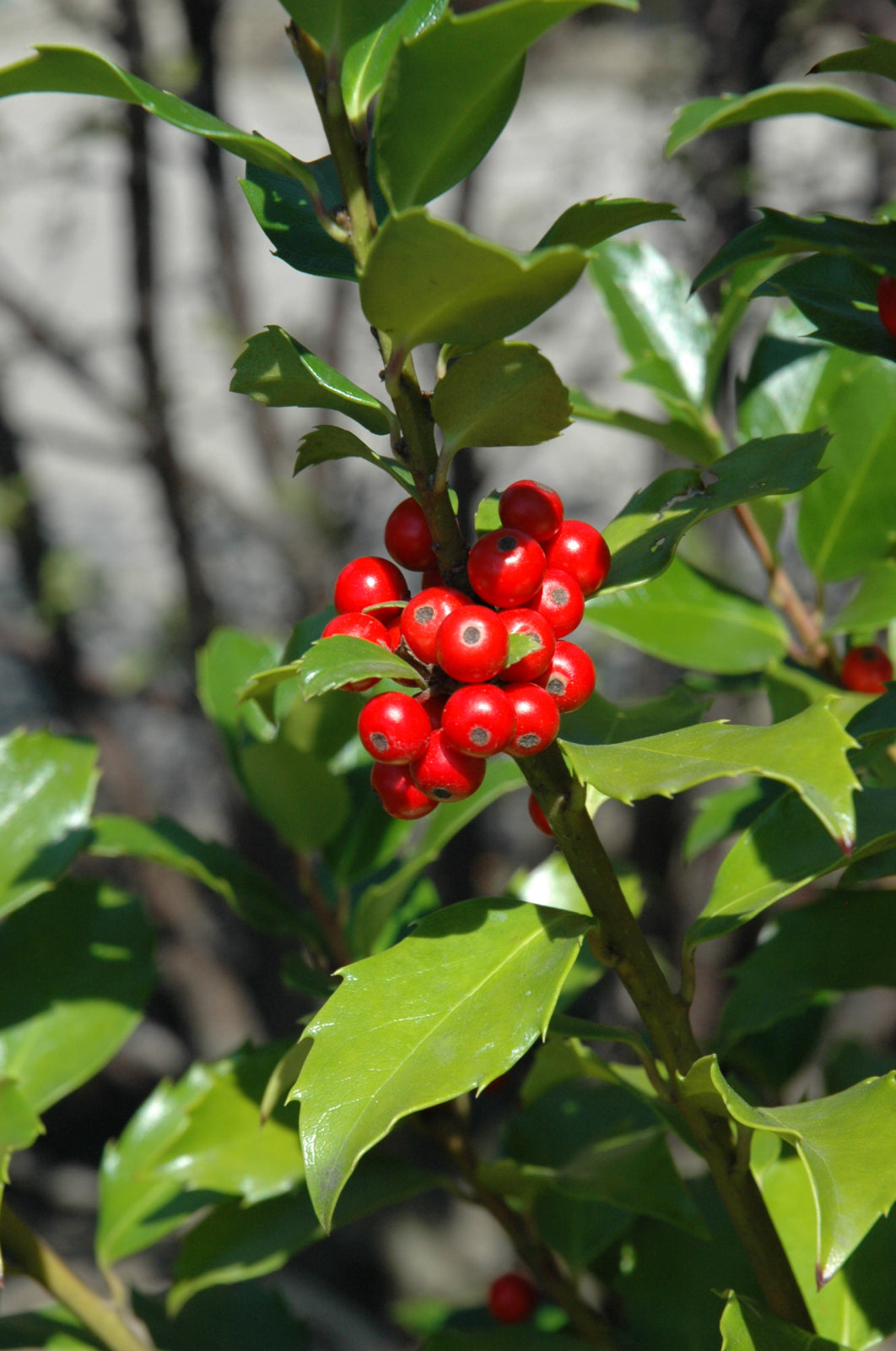 Blue Maid™ Meserve Holly (Ilex x meserveae &
