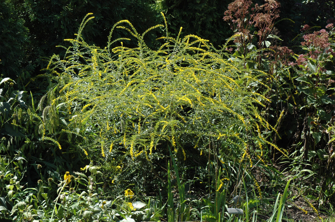 Fireworks Goldenrod (Solidago fireworks) - 1 gallon