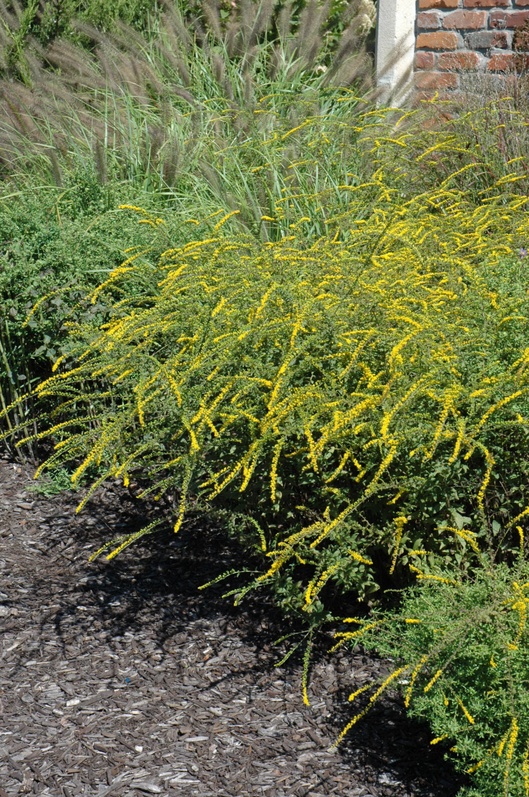 Fireworks Goldenrod (Solidago fireworks) - 1 gallon