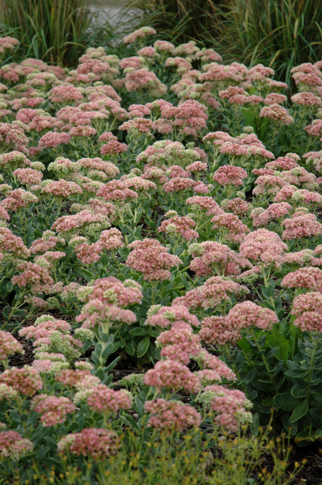 Autumn Joy Stonecrop (Sedum &