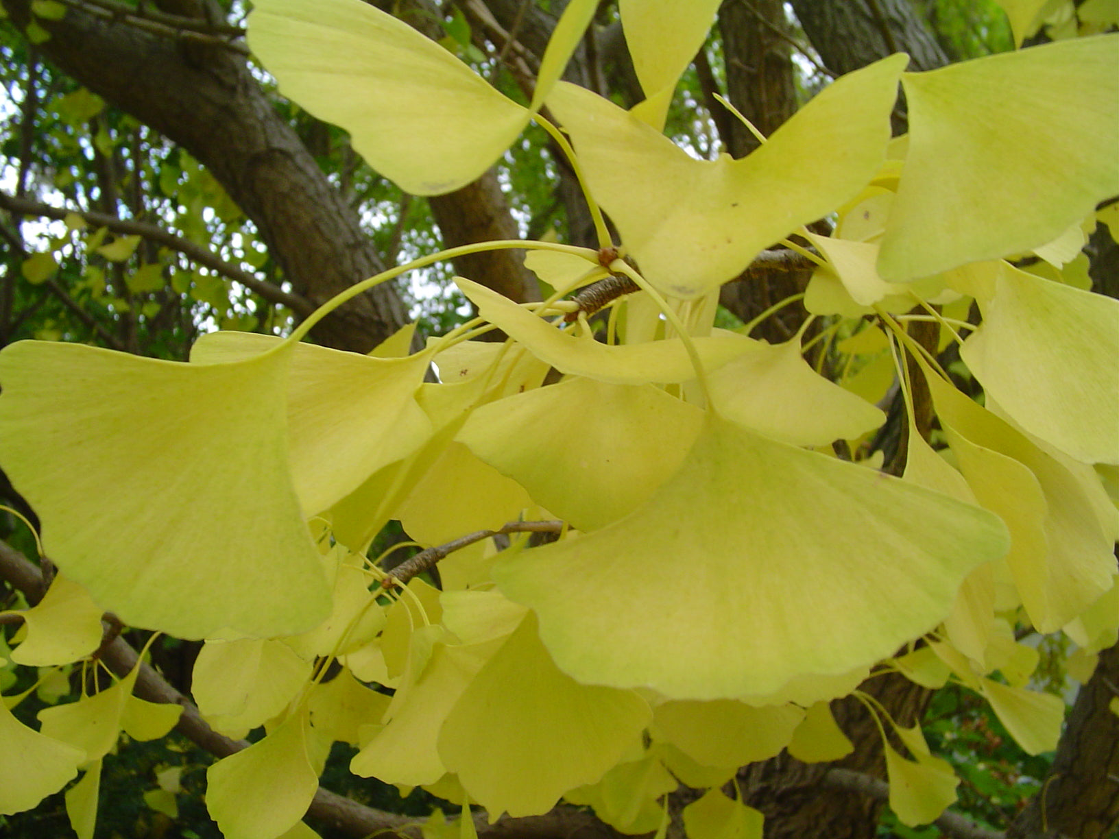 Autumn Gold Ginkgo (Ginkgo biloba &