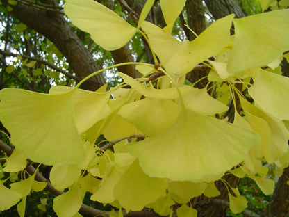Autumn Gold Ginkgo (Ginkgo biloba &