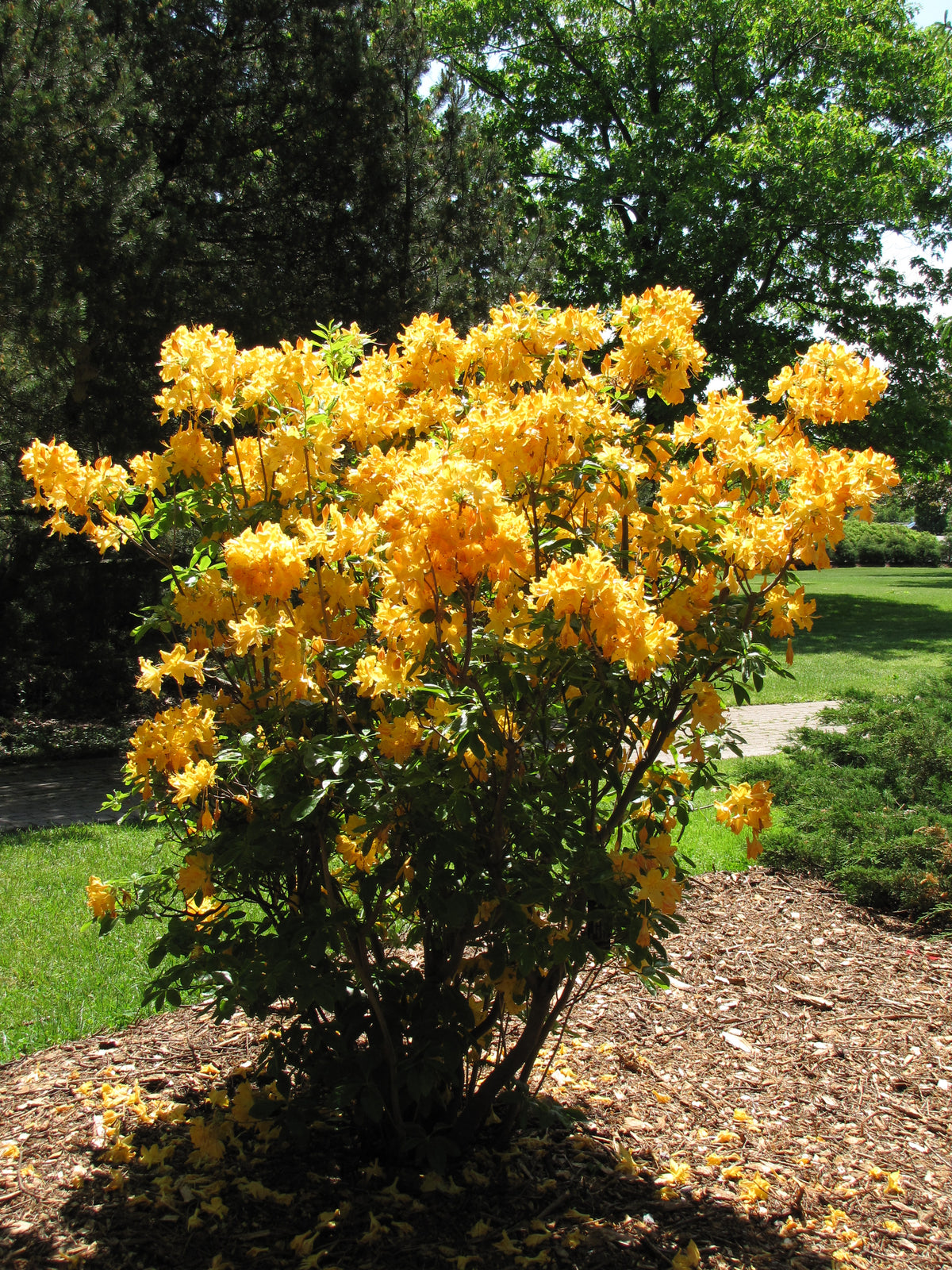 Golden Lights Azalea (Azalea &