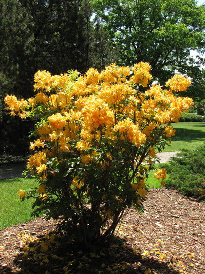 Golden Lights Azalea (Azalea &
