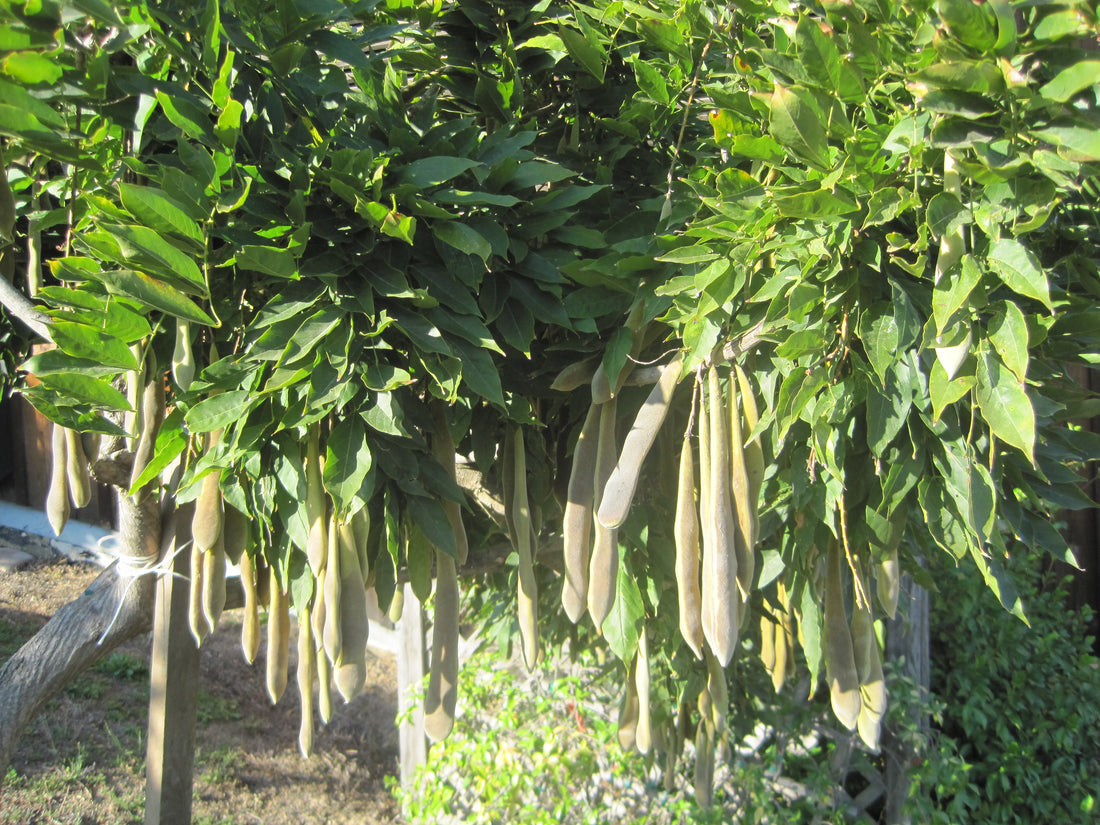 Chinese wisteria (Wisteria sinensis) - 3 gallon 36" TREE