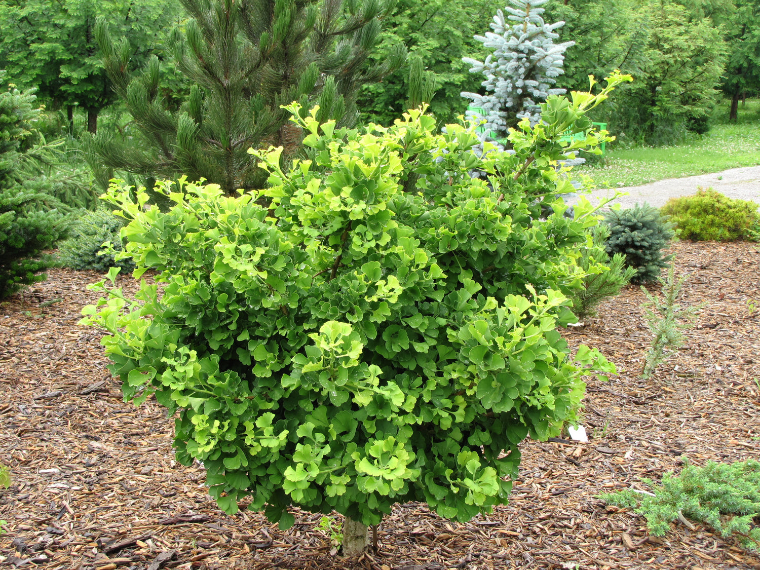 Mariken Ginkgo (Ginkgo biloba &