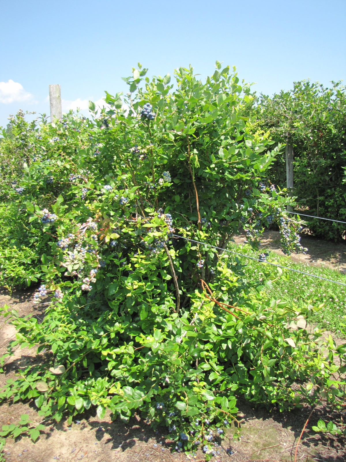 Duke Highbush Blueberry (Vaccinium corymbosum &