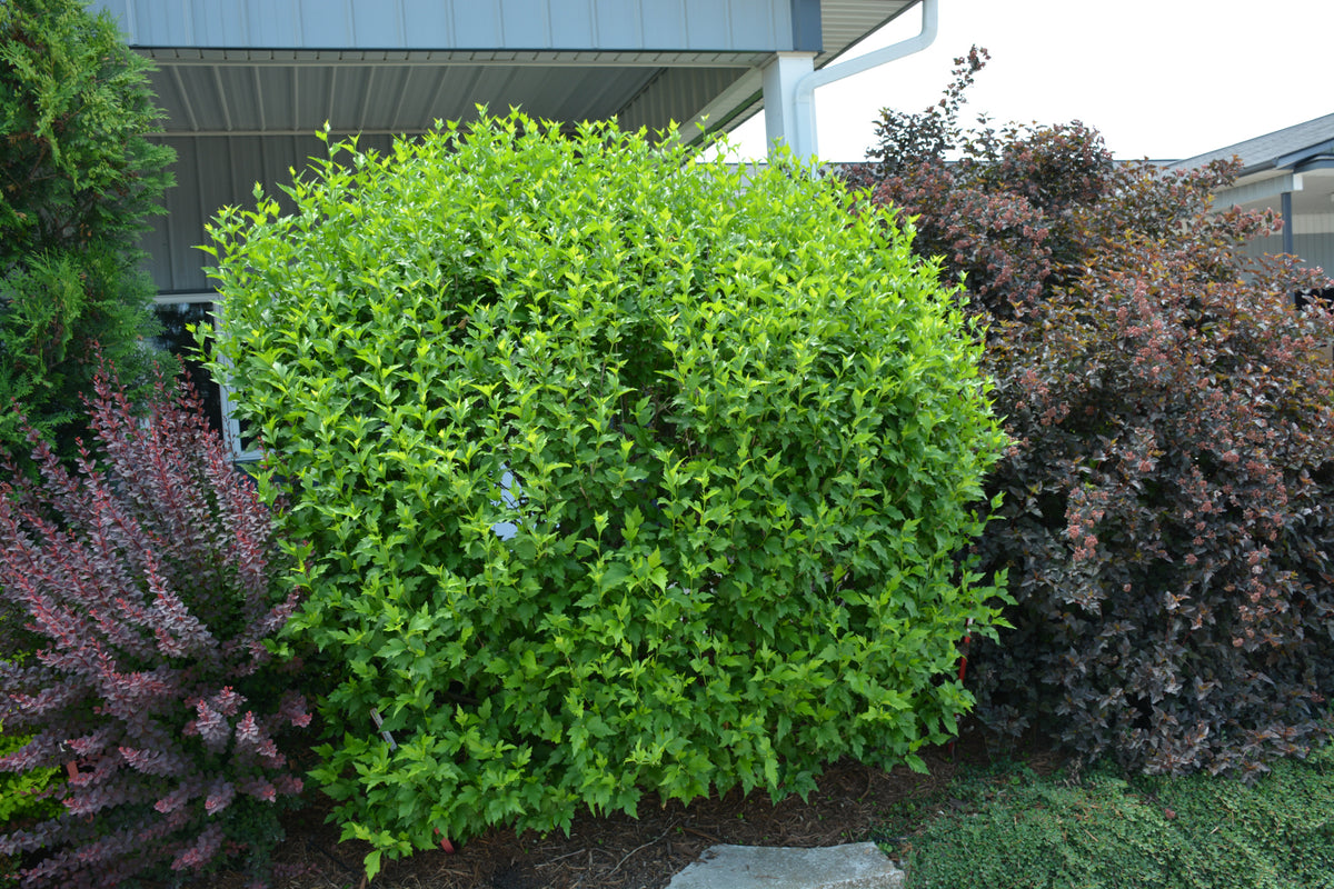 White Chiffon® Rose of Sharon (Hibiscus syriacus &