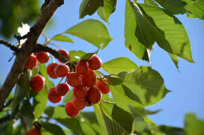 Rainier Cherry Tree (PRUNUS FRUIT - RAINIER) - 5 gallon 60" TREE