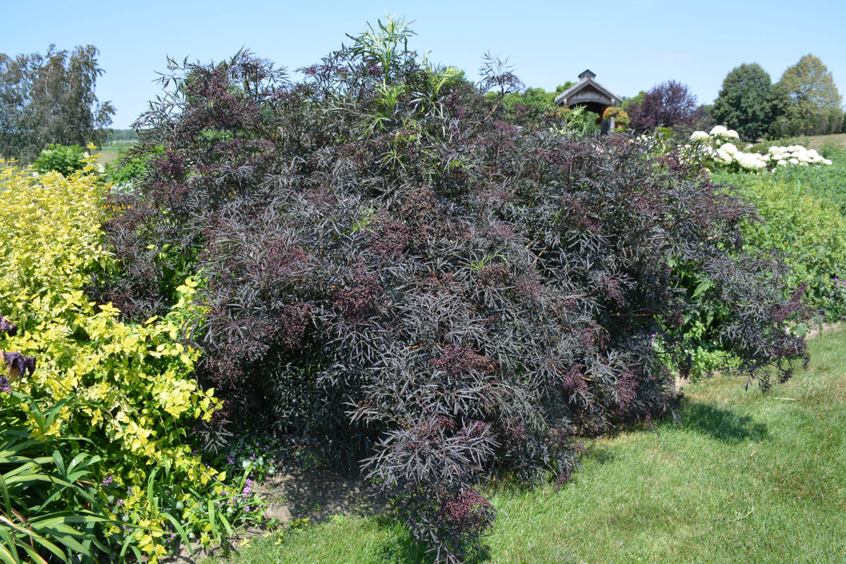Black Lace® Elderberry (Sambucus nigra &
