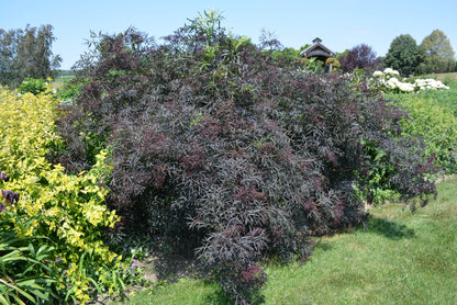 Black Lace® Elderberry (Sambucus nigra &