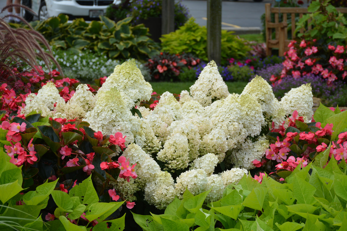 Little Lime® Panicle Hydrangea (Hydrangea paniculata &