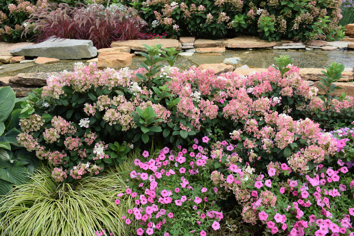 Little Quick Fire® Panicle Hydrangea (Hydrangea pan ‘Little Quick Fire&
