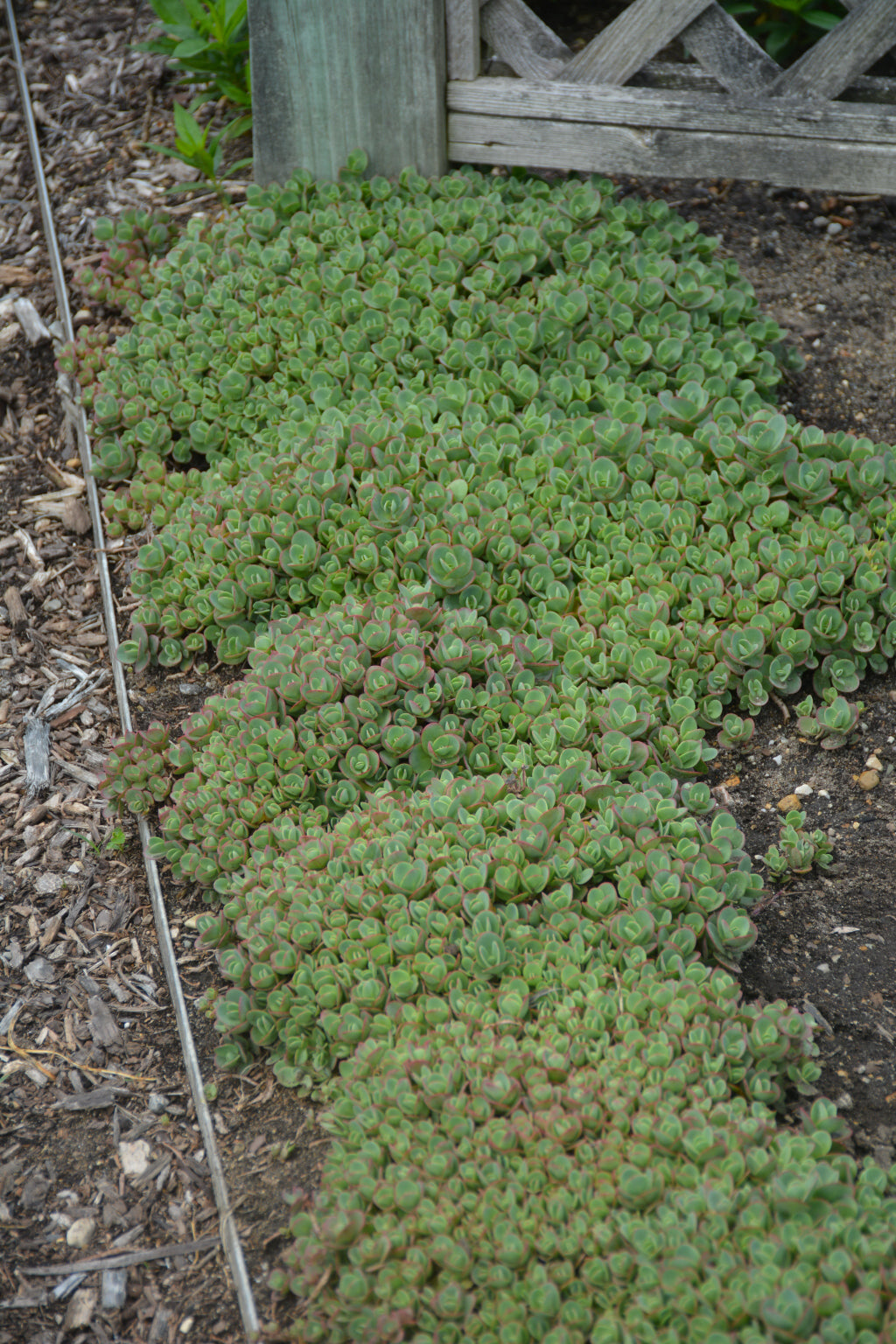 Lime Zinger Stoncrop (Sedum sedum &