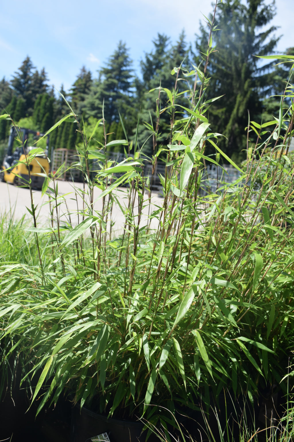 Hardy Bamboo (Fargesia rufa &
