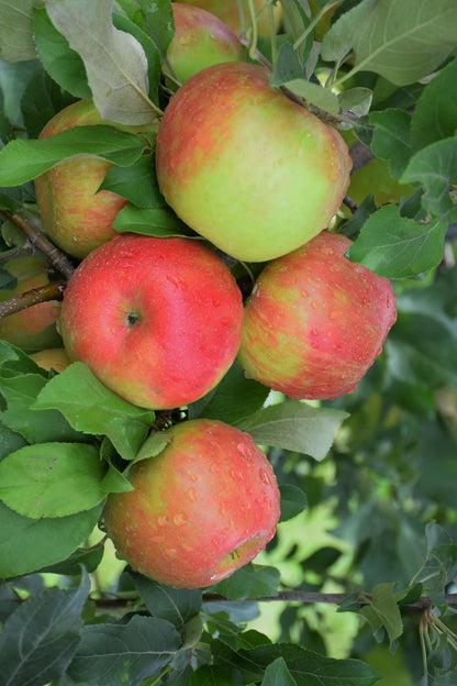 Royal Red Honeycrisp Apple (Malus &