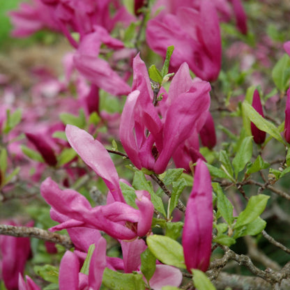Susan Magnolia (Magnolia x &