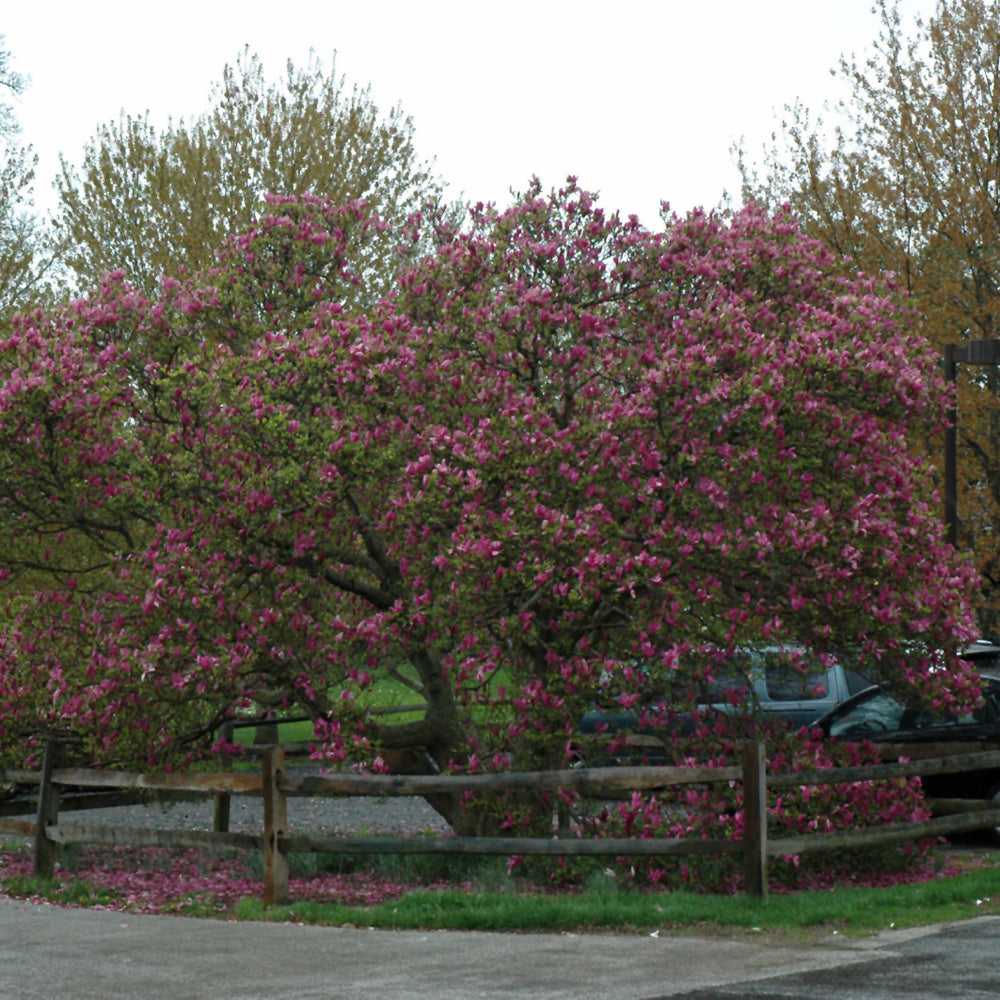 Susan Magnolia (Magnolia x &