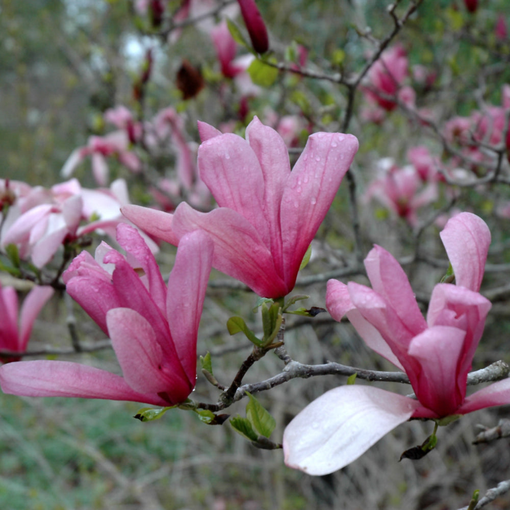 Galaxy Magnolia (Magnolia x &
