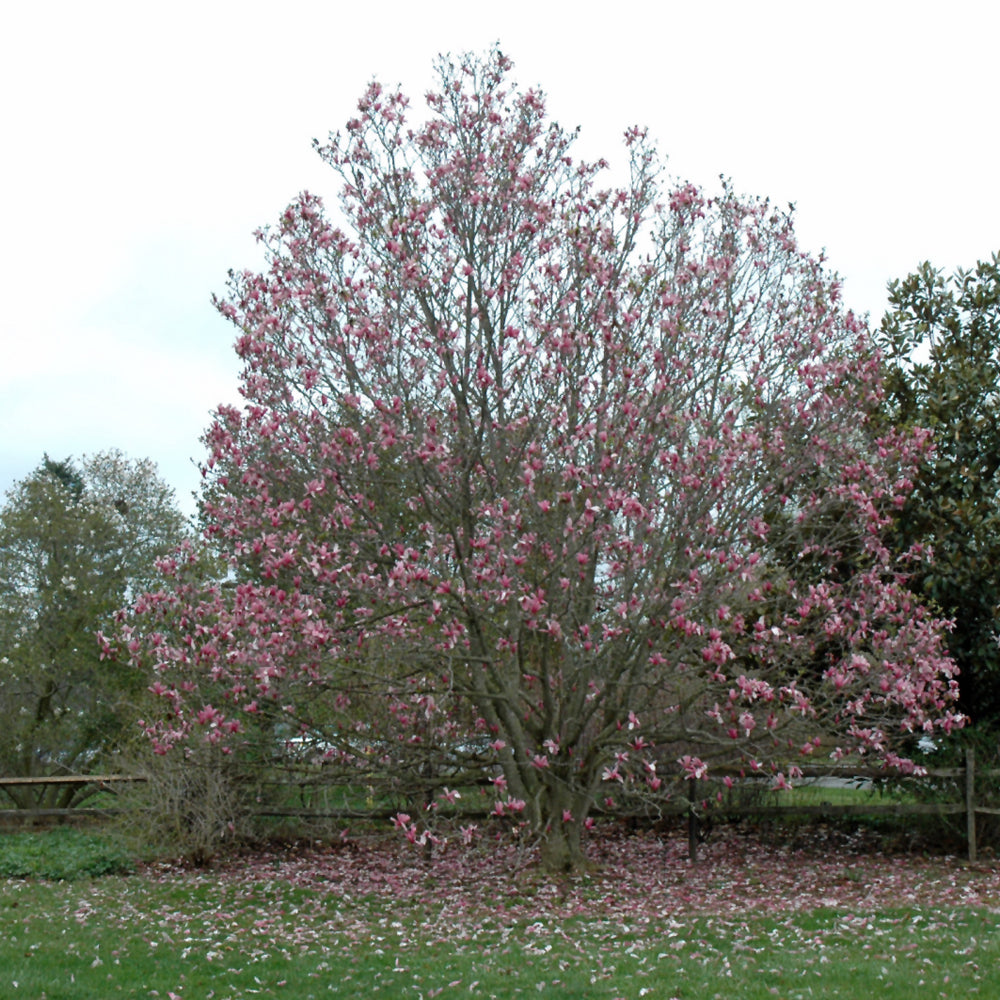 Galaxy Magnolia (Magnolia x &