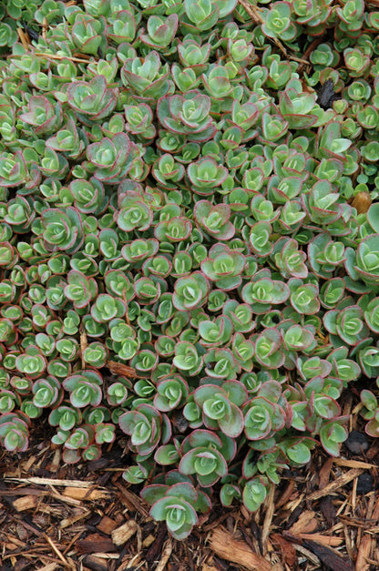 Lime Zinger Stoncrop (Sedum sedum &