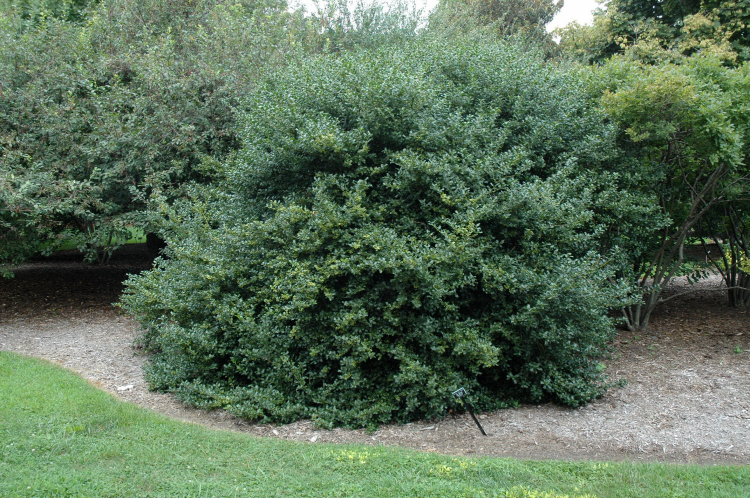 China Boy™ Meserve Holly (Ilex x meserveae &