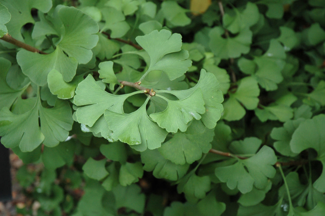 Maidenhair Tree (Ginkgo biloba) - 3 gallon TREE