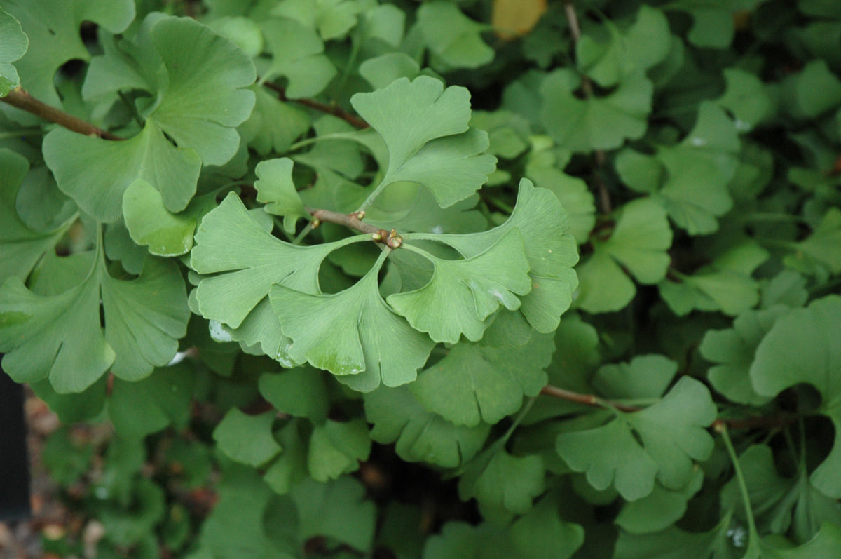 Maidenhair Tree (Ginkgo biloba) - 3 gallon TREE