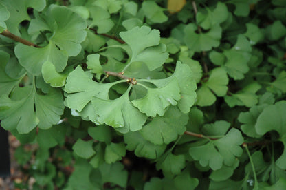 Maidenhair Tree (Ginkgo biloba) - 3 gallon TREE