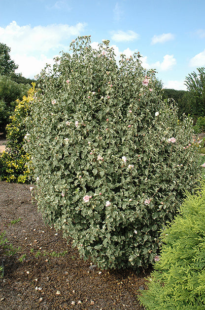 Sugar Tip® Rose of Sharon (Hibiscus syriacus &