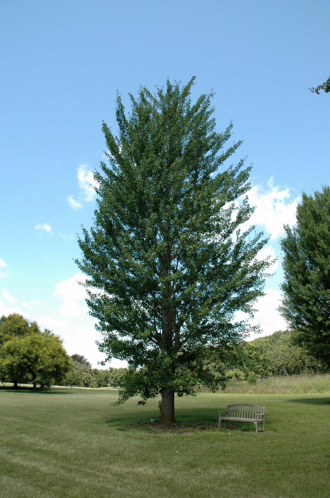 Princeton Sentry™ Ginkgo (Ginkgo biloba &