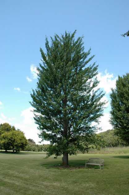 Princeton Sentry™ Ginkgo (Ginkgo biloba &