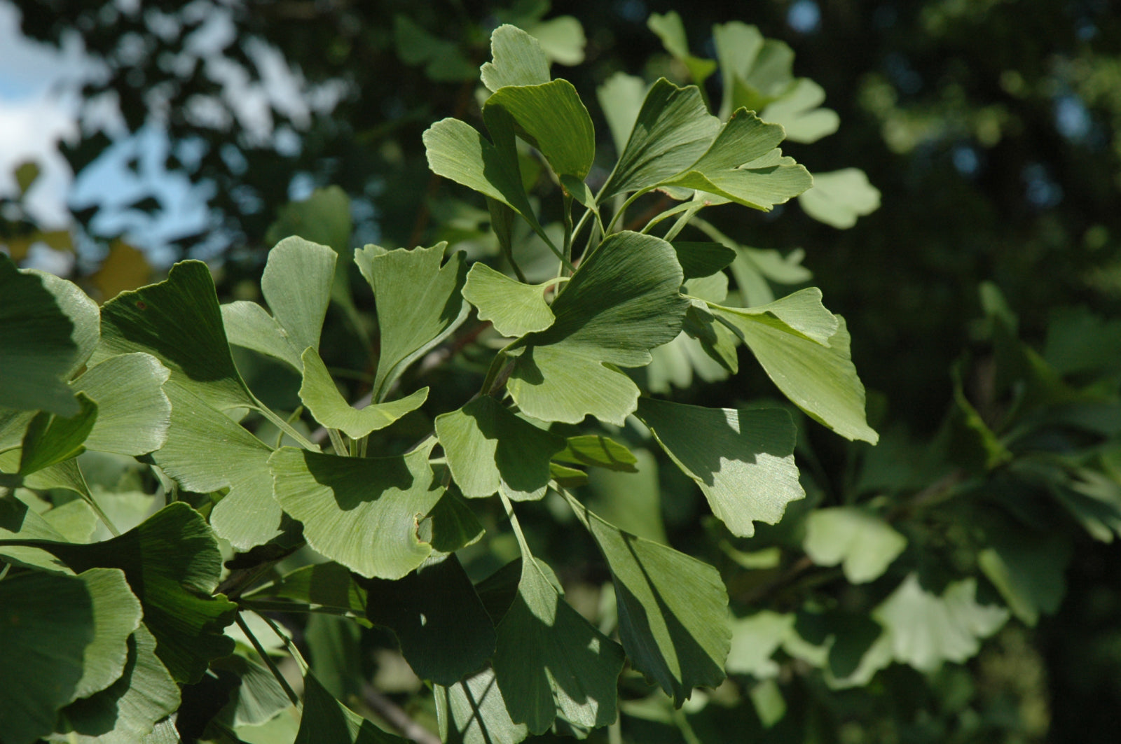 Princeton Sentry™ Ginkgo (Ginkgo biloba &