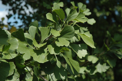 Princeton Sentry™ Ginkgo (Ginkgo biloba &