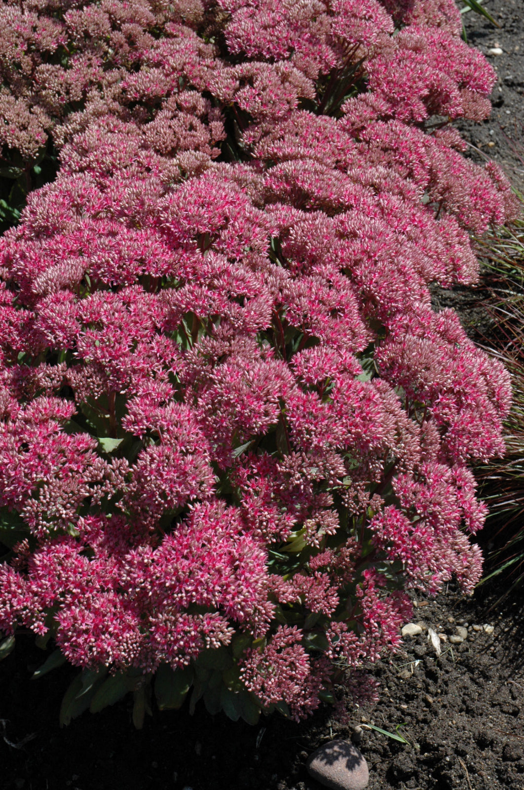 Mr. Goodbud Stonecrop (Sedum x &