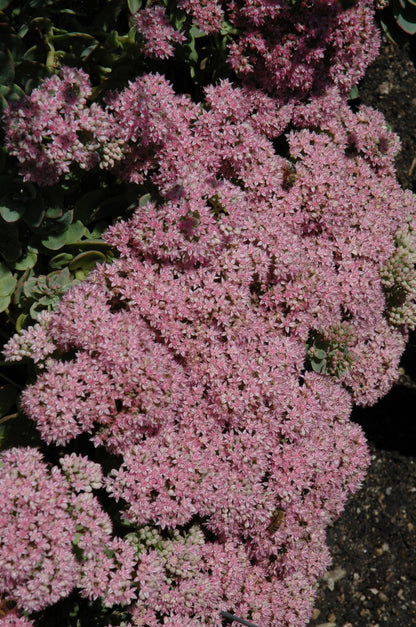 Lime Zinger Stoncrop (Sedum sedum &