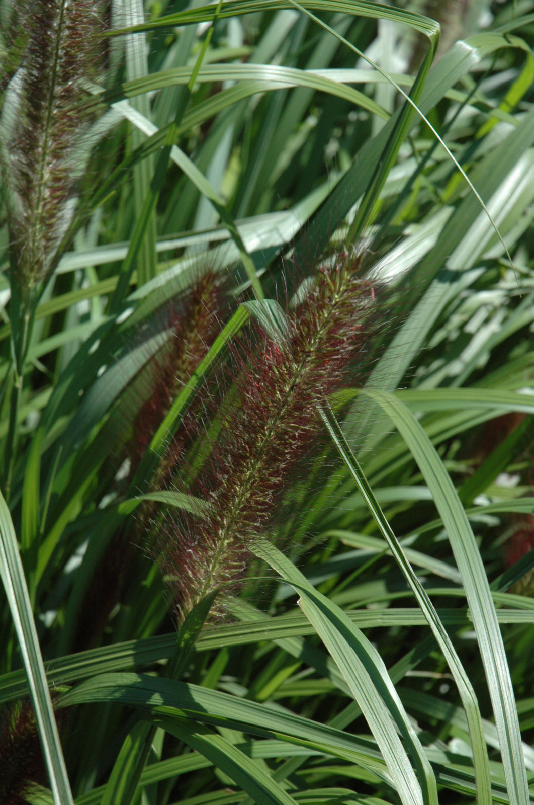 Red Head Fountain Grass (Pennisetum alopecuroides &
