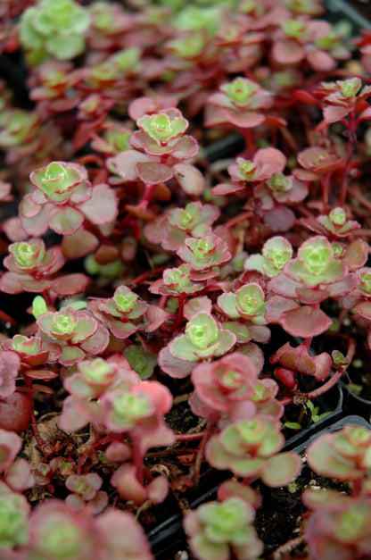 Flaming Carpet Stonecrop (Sedum &