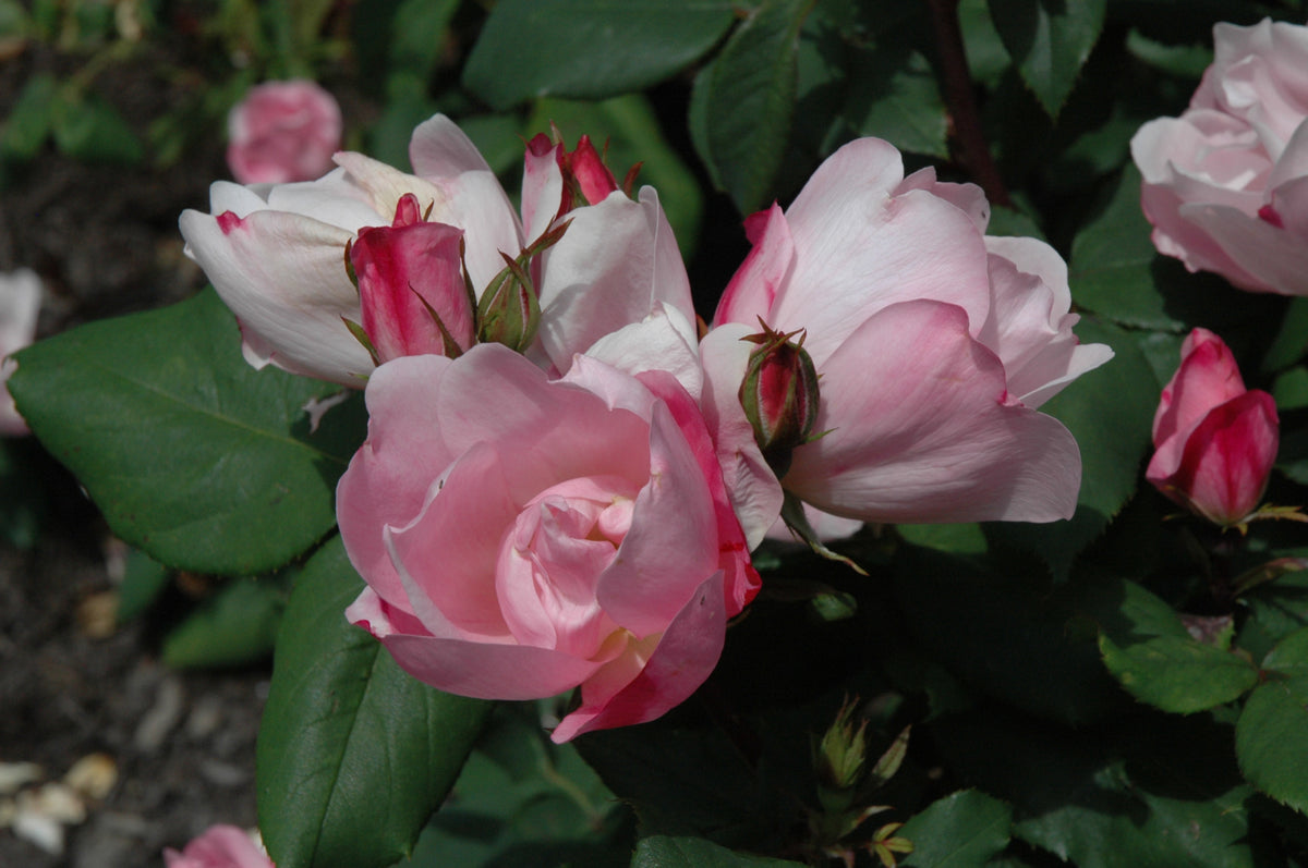 Blushing Knock Out® Rose (Rosa K.O &