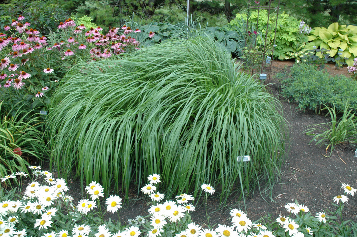 Red Head Fountain Grass (Pennisetum alopecuroides &