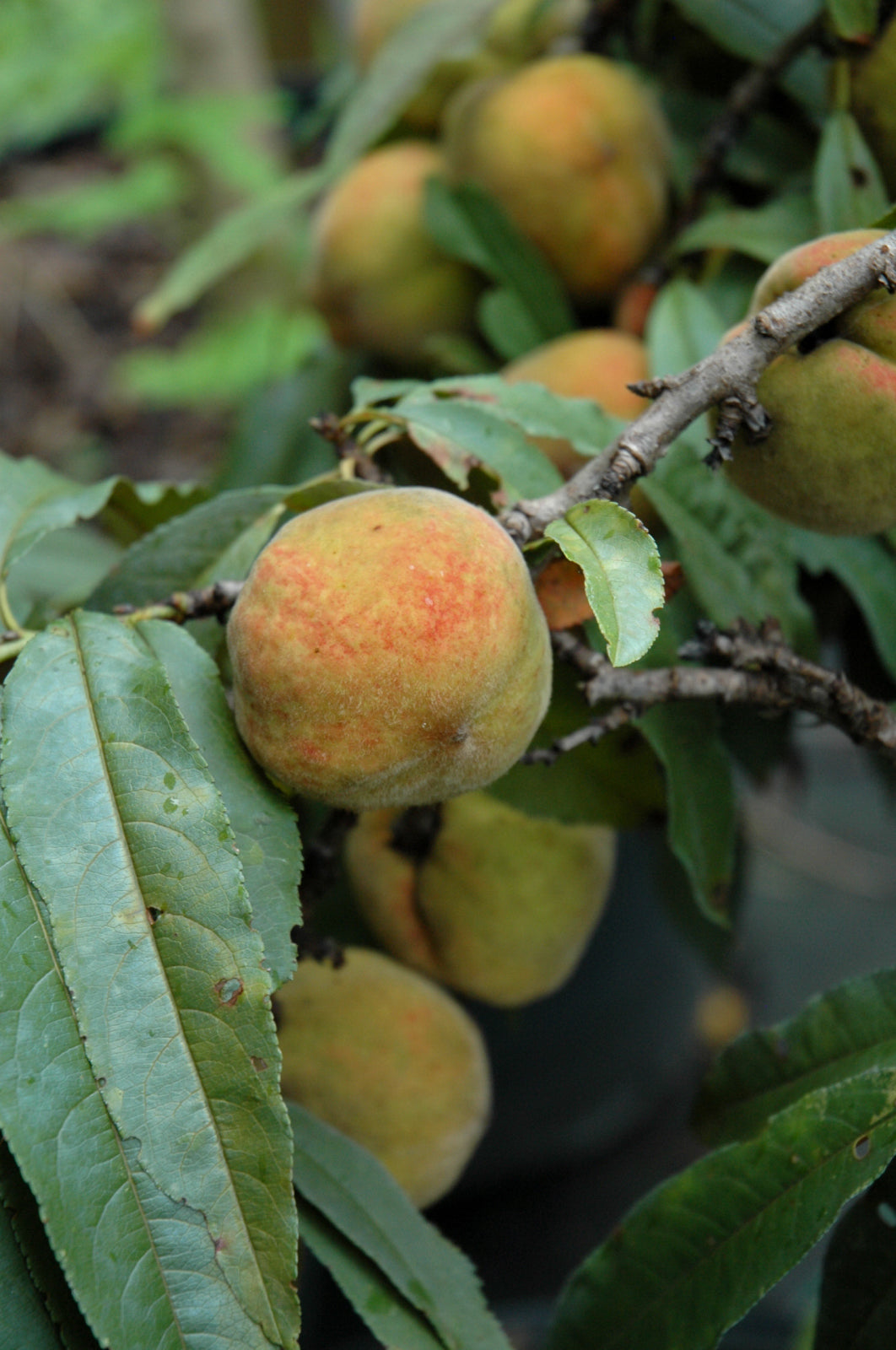 Bonfire Peach Tree (Prunus persica &