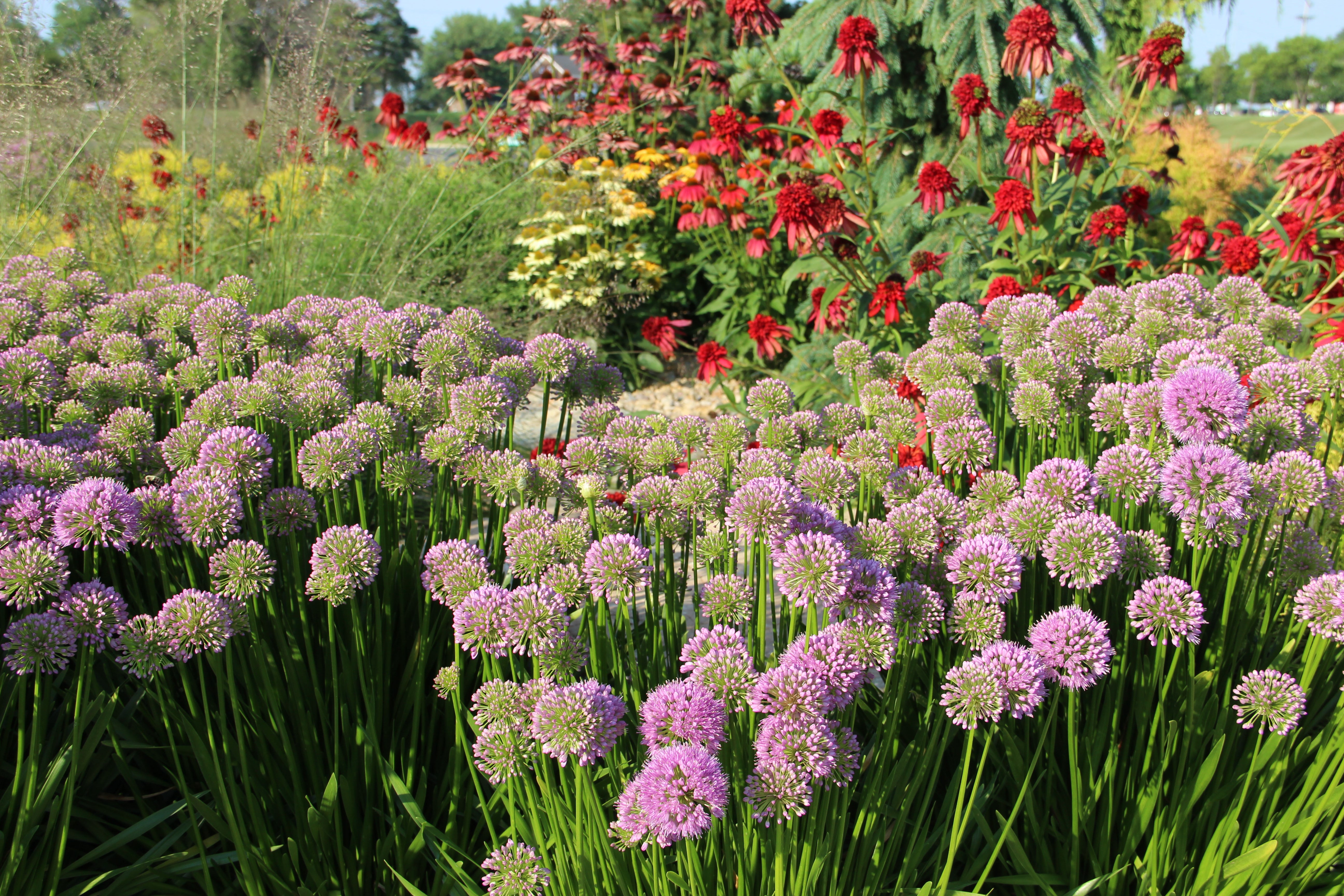 Niemeyer's Landscape Supply - Shrubs and Plants Online Sales