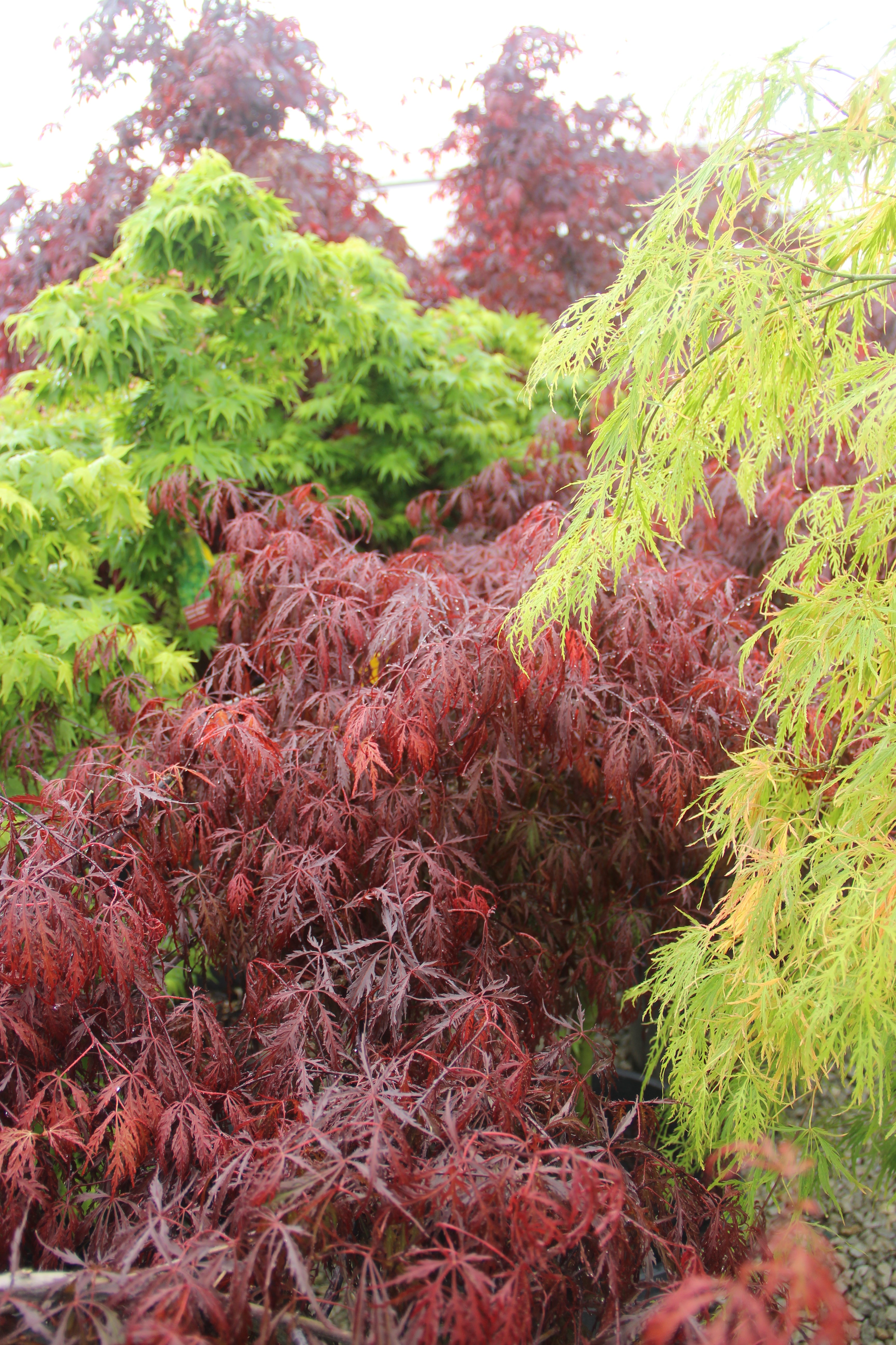 Niemeyer's Landscape Supply - Shrubs and Plants Online Sales