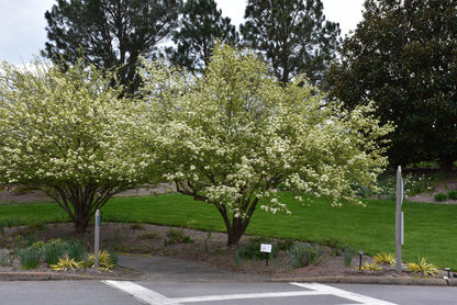 Blackhaw Viburnum (Viburnum prunifolium) - 3 gallon 15"