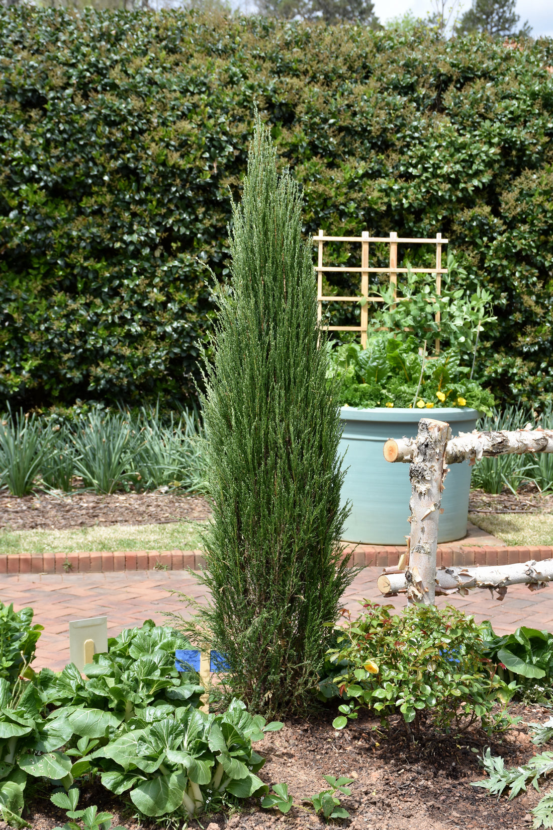 Blue Arrow Juniper (JUNIPER SC. BLUE ARROW) - 1 gallon