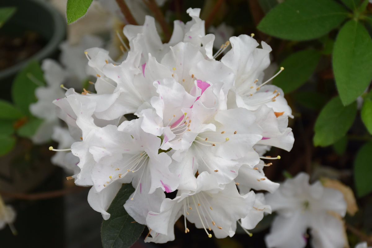 Autumn Lily® Encore Azalea (Rhododendron &